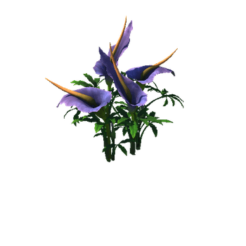 Flower Dracunculus Species4 1